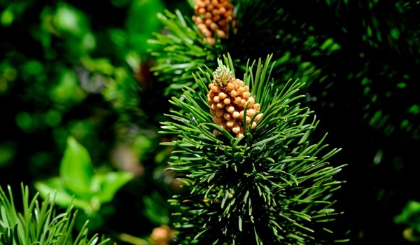 A Guide To The Rugby World Cup