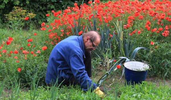 Pruning Your Climbers