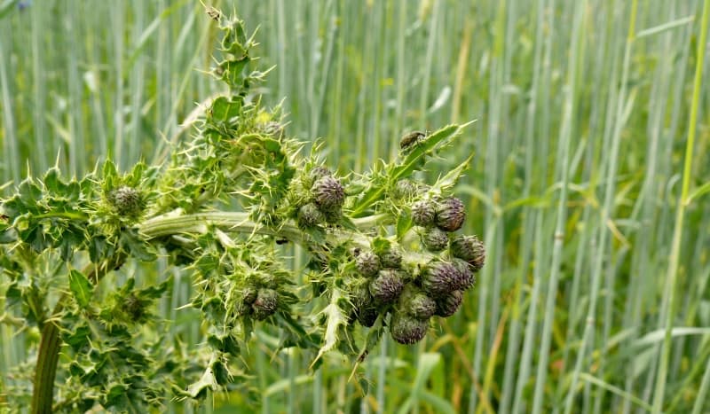 garden weeds