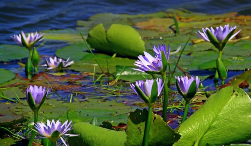 garden pond