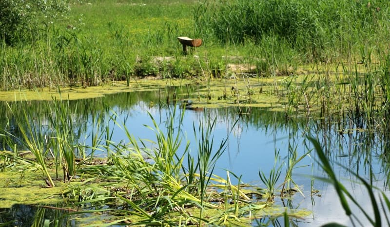 landscaped pond