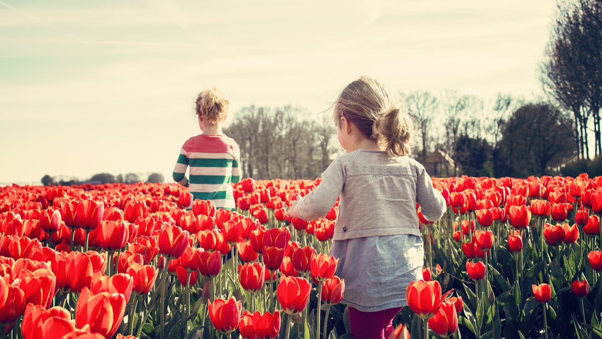 tulip bulbs