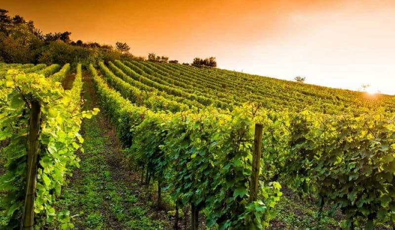 french vineyard